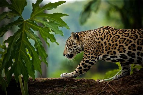 Costa Rica Jaguar