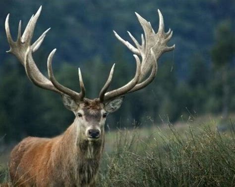 Pygmy Hog - The National Parks of India