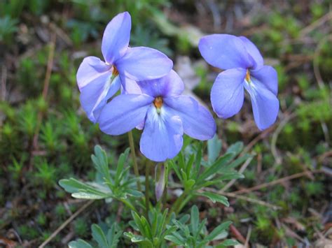New England Is Losing Its Native Plants. Researchers Say It’s Time To Stop And Smell The ...
