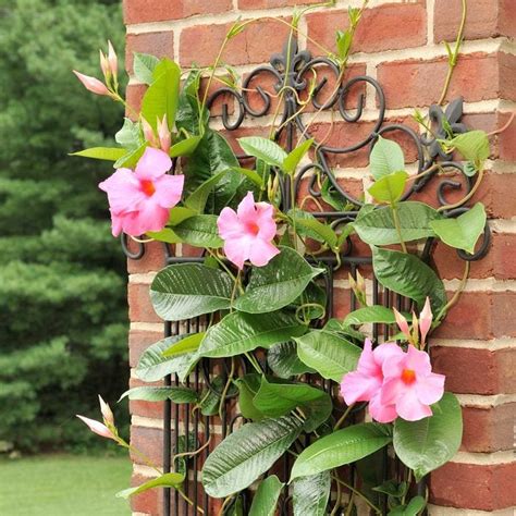 10 Best Pool Privacy Plants for Stunning and Functional Landscaping