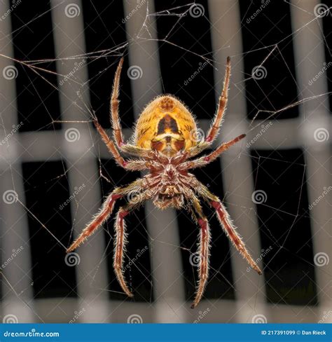 Large Female Tropical Orb Weaver Spider Eriophora Ravilla in Her Web ...