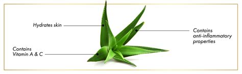 Good Vibes Aloe Vera Revitalising Face Cream - 50 g - Nourishing ...