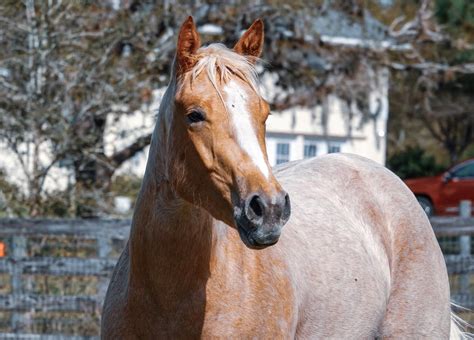 Palomino Roan Horse American Quarter Horse Gelding 5 Years 14,3 Hh