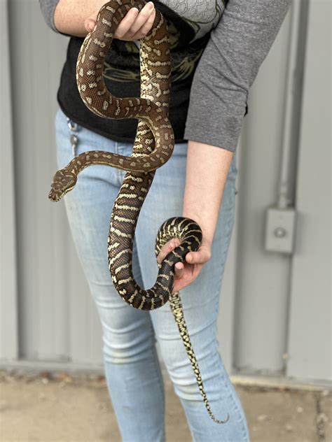 Image result for Bredli Carpet Python