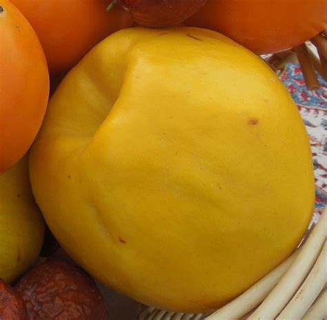 Image result for Fruit Tree Varieties