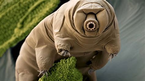 7 Tough Animals That Can Withstand Dangerous Radiation | Trending ...