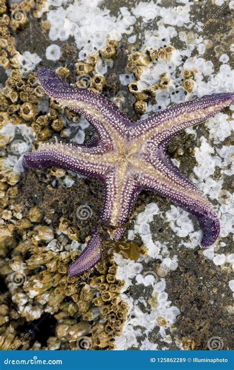 Purple Sea Star, Pisaster Ochraceus , Gabriola Island, British Columbia, Canada Stock Image ...