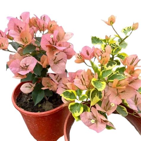 Taiwan Girl(grafted) Beautiful Bougainvillea Healthy Flower Plant ...