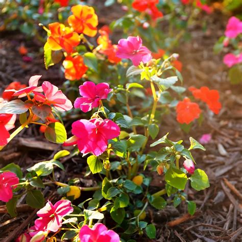How to Grow and Care for Impatiens - growhappierplants.com