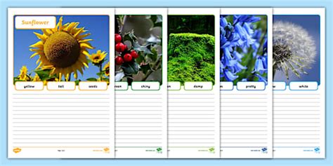 Plants Simple Sentence Photo Worksheets - KS1 - SEND