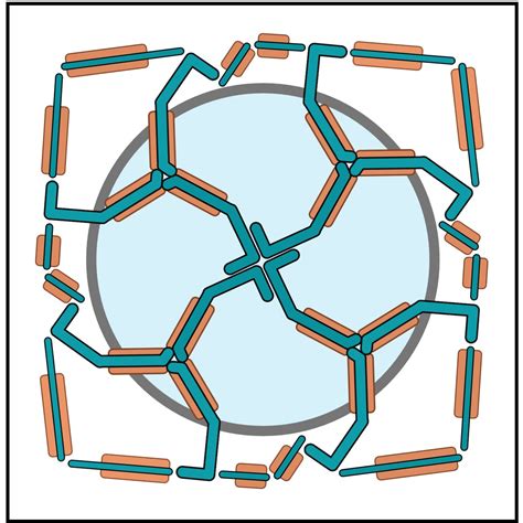 Vesicles Cell 的图像结果