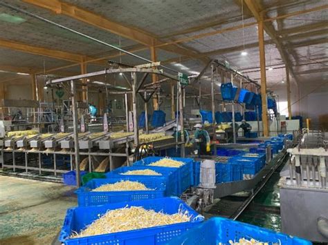 河南“金豆子”联合华北7厂在行动！1000吨芽苗菜分批每日“新鲜”捐赠-大河新闻