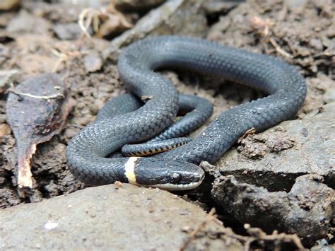 Northern Ring-necked Snake – PA HERP IDENTIFICATION