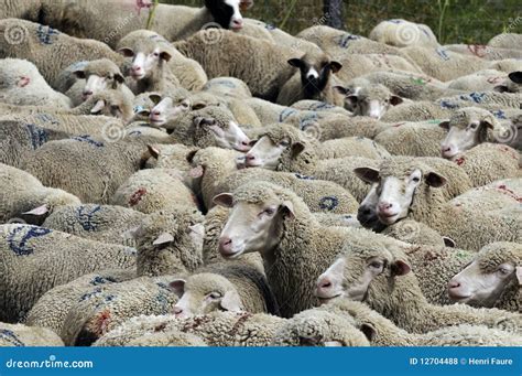Flock Of Sheep Stock Photography | CartoonDealer.com #58099250
