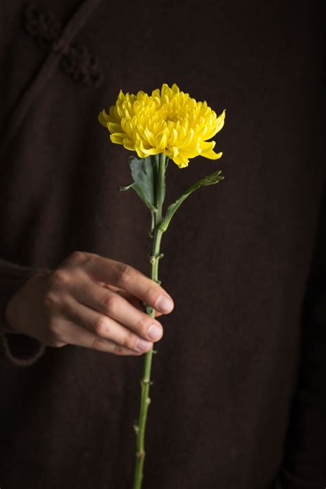 Yellow Chrysanthemum Flower Meaning