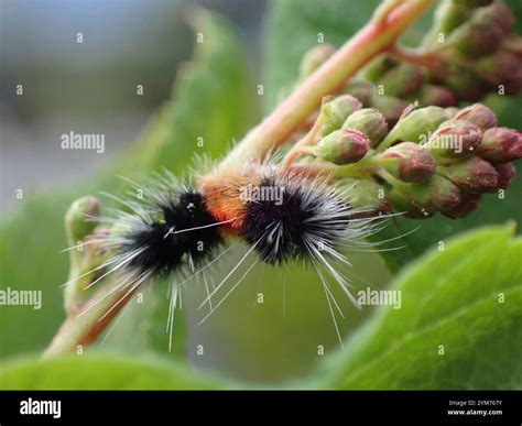 Spotted Tussock Moth (Lophocampa maculata Stock Photo - Alamy