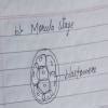 1)Draw the following diagrams related to human reproduction and label ...