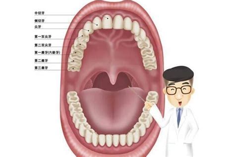 因为你不是牙医，所以你不知道的 36 件事~_韩彬羽__爱问健康