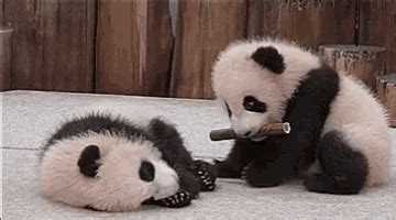 Image result for Pandas Library Python Application