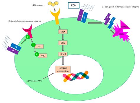 Integrins in the Spotlight of Cancer