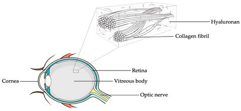 Vitreous Antioxidants, Degeneration, and Vitreo-Retinopathy: Exploring the Links