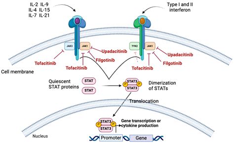 Unveiling the Potential of JAK Inhibitors in Inflammatory Bowel Disease - mechanism of jak inhibitor