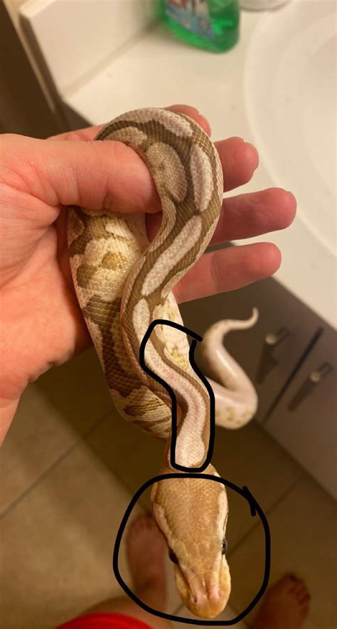 Sick Ball Python 的图像结果