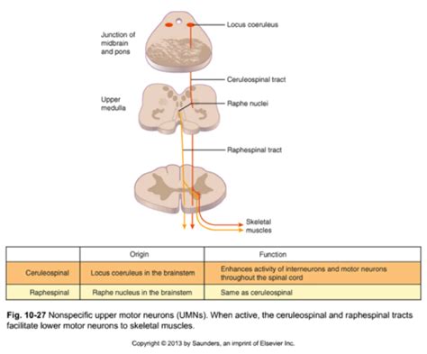 Image result for Upper Motor Neuron Function