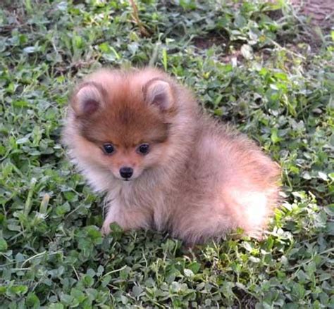 schöne pommersche Welpen in 09228 | Tiere | Kleinanzeigen