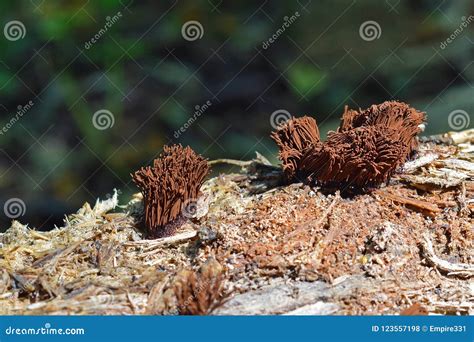 Stemonitis Splendens Slime Mold Stock Photo - Image of tube, nature ...