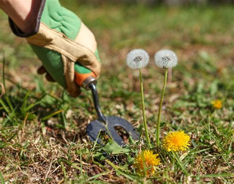 How to Properly Remove Dandelions Without Damaging Your Lawn - LawnMart