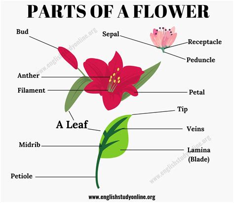 Parts of a Flower and Leaf: Anatomy, Functions & Examples - English Study Online - parts of a flower