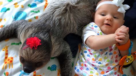 Pet Sloth 的图像结果