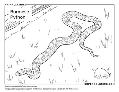 Image result for National Geographic Python