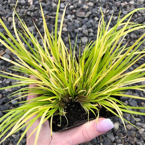 Acorus Minimus Aureus Aquarium