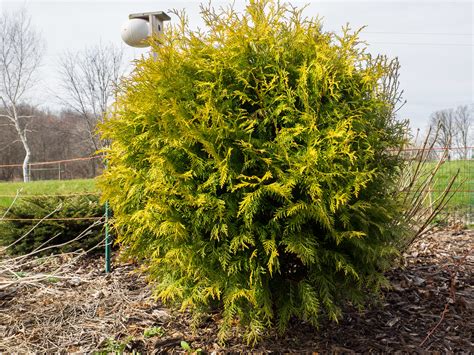 Thuja occidentalis Golden Globe Туя західна Голден Глоуб Thuja ...