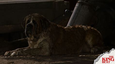 Cujo Dog Actor