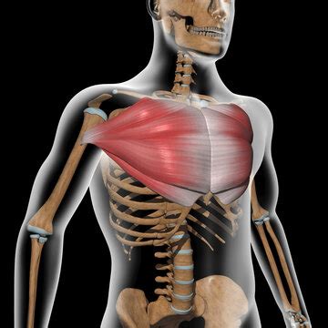 Pectoralis Major, Origin| Insertion| Actions Pectoralis, 55% OFF