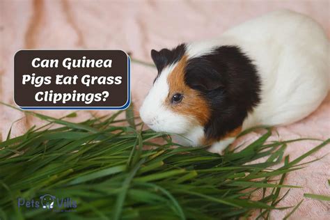 Can Guinea Pigs Eat