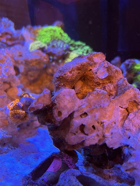 Image result for Clam Level 2