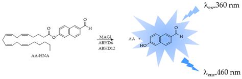 Fluorescence-Based Enzyme Activity Assay: Ascertaining the Activity and ...