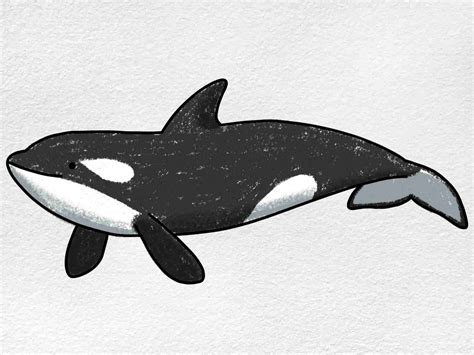 Killer Whale Drawing White Killer Whale | Twinkl Orca Resources