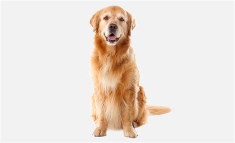Adoptable Dogs - Sioux Falls Humane Society - Sioux Falls Area Humane ...