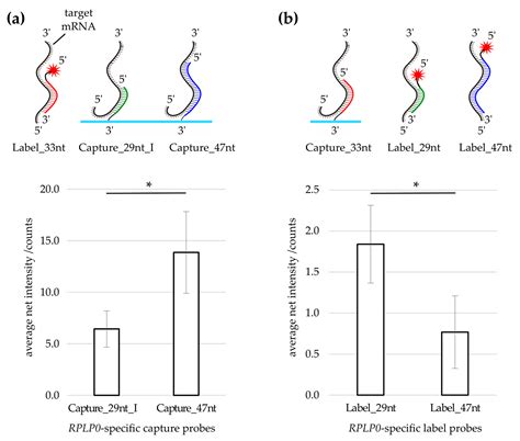 A Double-Hybridization Approach for the Transcription- and ...