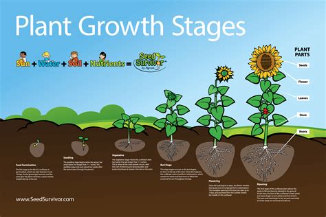 Stages Of Growing A Plant