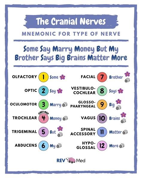 Cranial Nerves Mnemonic