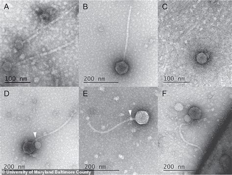 Image result for Vampire Science