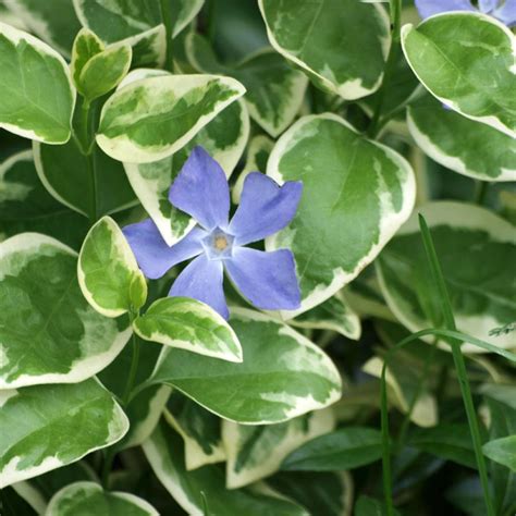 Variegated Vinca major - Variegated ground cover periwinkle