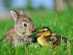 Image result for Bunny or Bird Care
