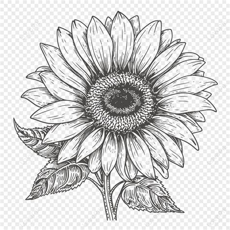 Drawing Of Sunflower In Black And White Outline Sketch Vector Realistic ...